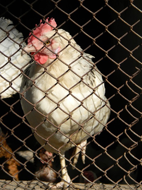 增加了阵容 增加了阵容